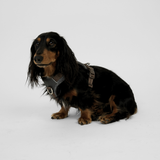 Staey - Numa Hundesele, Stone