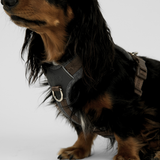 Staey - Numa Hundesele, Stone