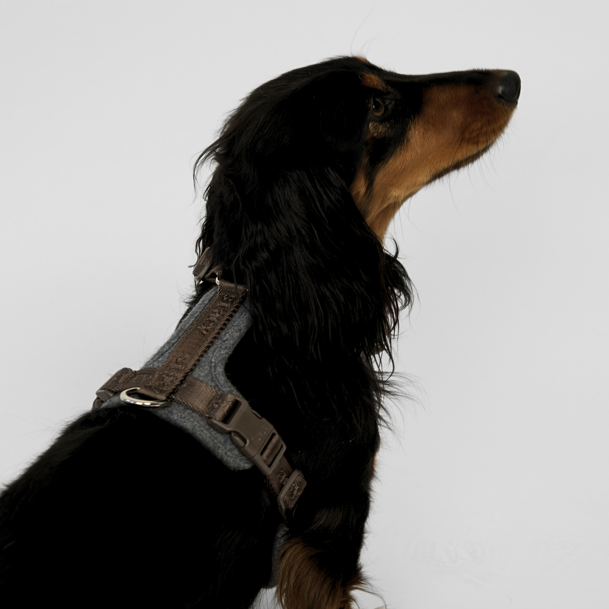 Staey - Numa Hundesele, Stone