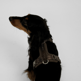 Staey - Numa Hundesele, Fløjl Dark Oak
