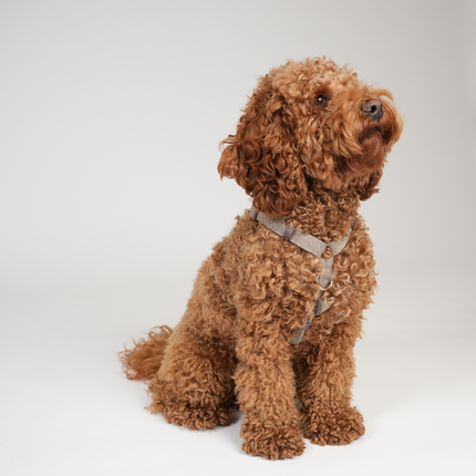 Staey - Tara H-Strap Hundesele, Mocca