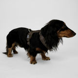 Staey - Numa Hundesele, Fløjl Dark Oak