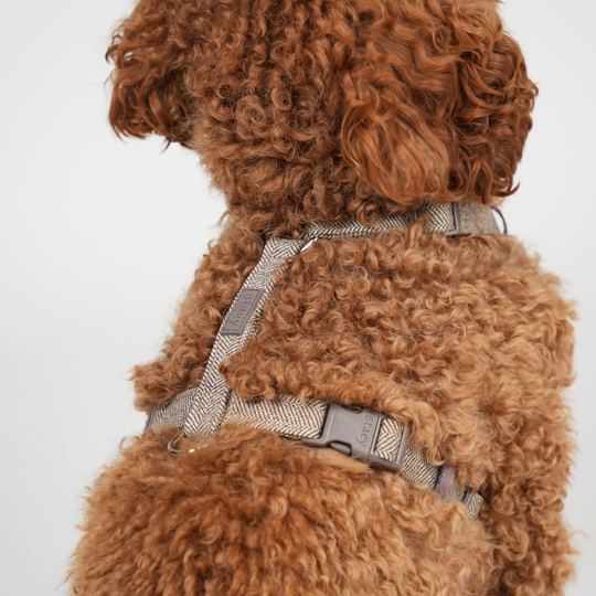 Staey - Tara H-Strap Hundesele, Mocca