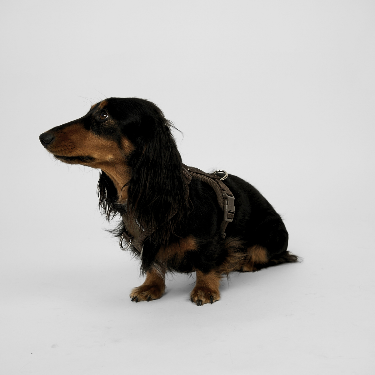 Staey - Numa Hundesele, Fløjl Dark Oak