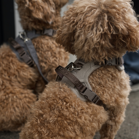 Staey - Elma Hundesele, Sand