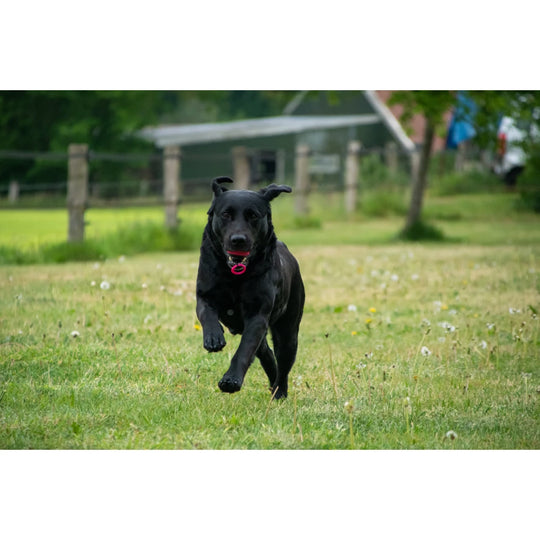 Dog Comets Blazar Jet – Orange