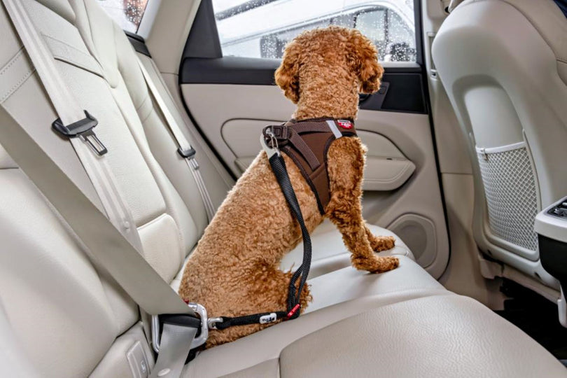 Sikkerhedsbælte til bilen