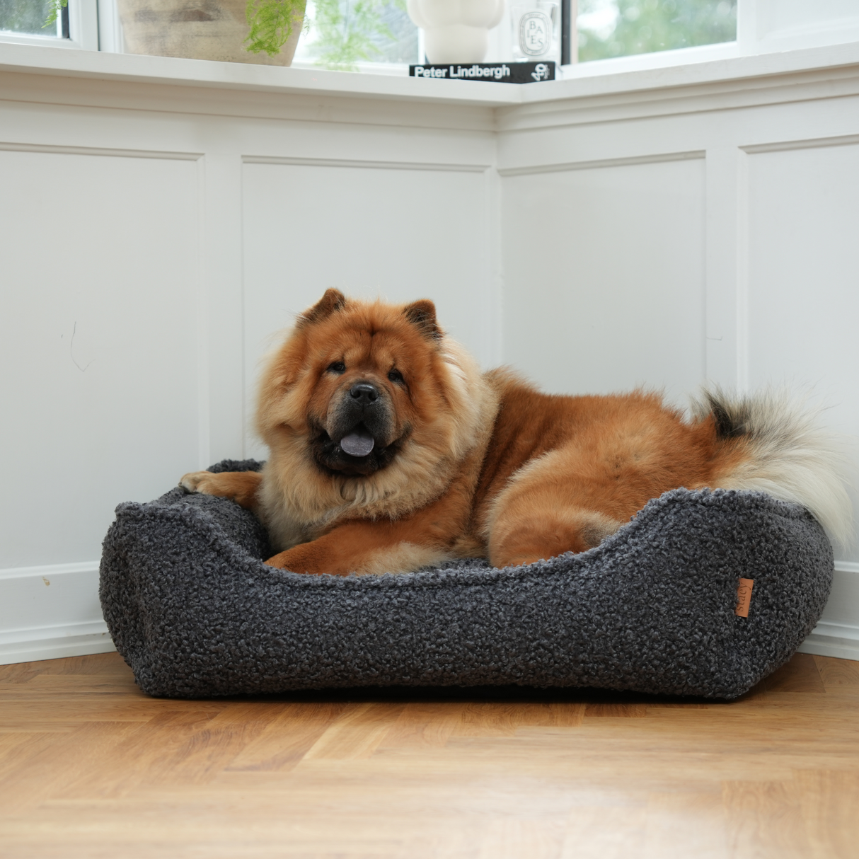 Staey - Tora Hundeseng, Storm Curly