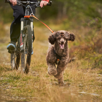 Non-stop Dogwear - Bungee leash, orange/sort