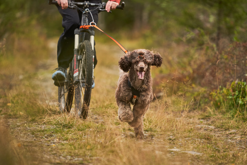 Non-stop Dogwear - Bungee leash, orange/sort