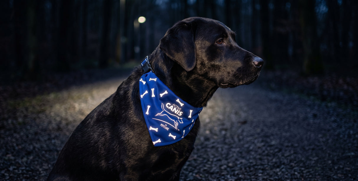 Refleks Halstørklæde til Hund – Blå med Reflekterende Knogler