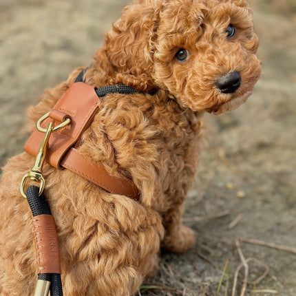 Bjorken Hundesele, Sort