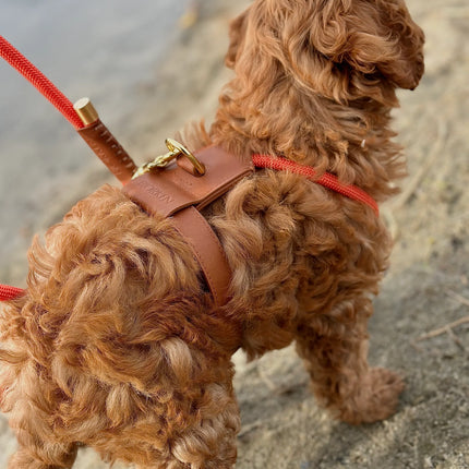 Bjorken Hundesele, Orange