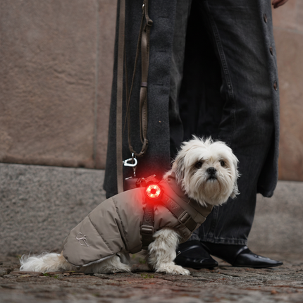 Safety Light - 4-i-1 Lygte Til Hund