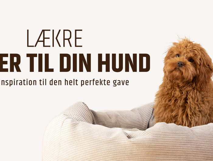 Gaver hunde – Luksushund