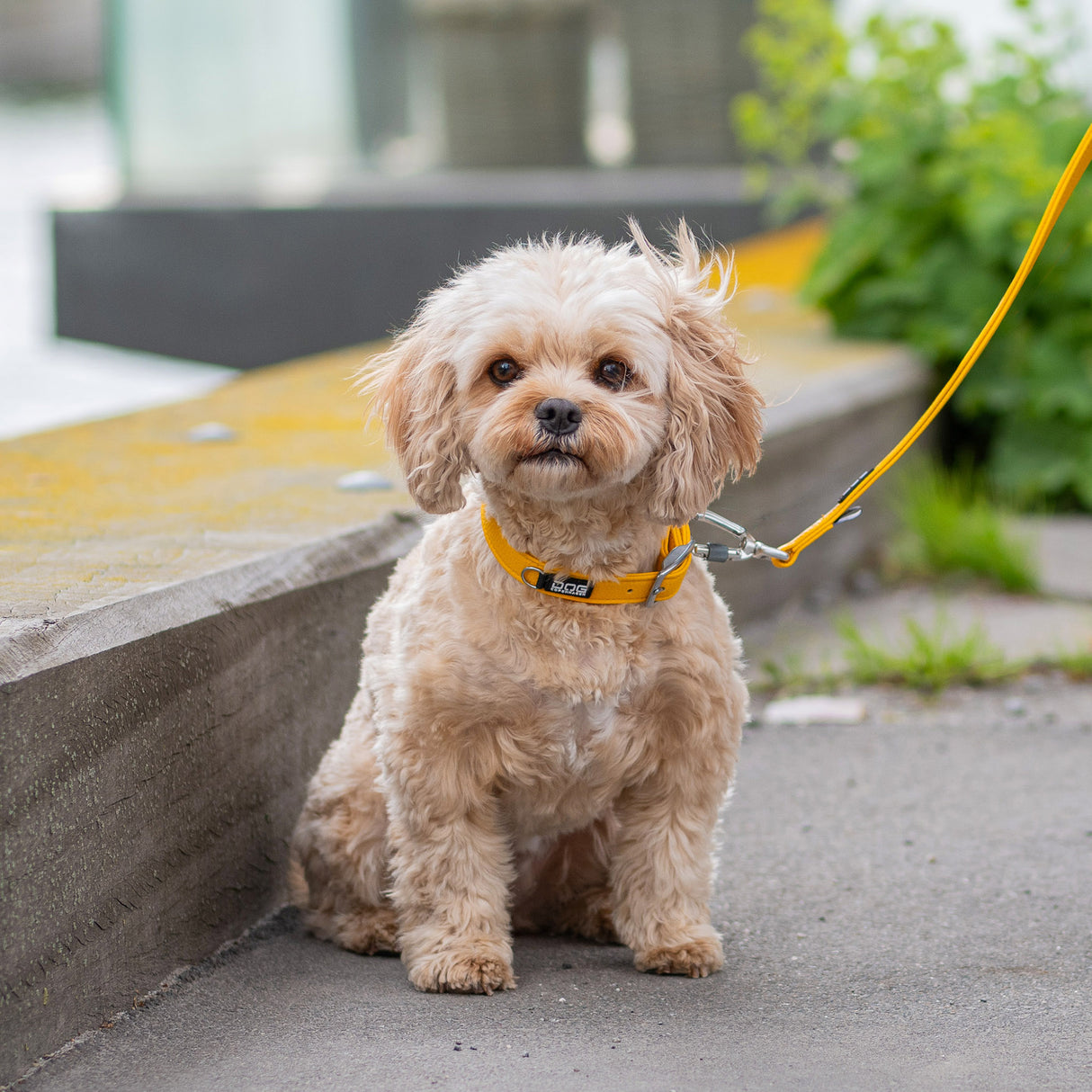 DOG Copenhagen Urban Classic™ Halsbånd - Lemon