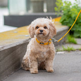 DOG Copenhagen Urban Classic™ Halsbånd - Lemon