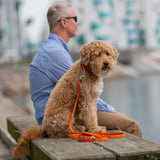 DOG Copenhagen Urban Classic™ Line - Orange Sun