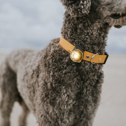 Orbiloc lys til hund, Dog Dual, Gold
