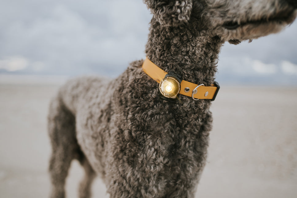 Orbiloc lys til hund, Dog Dual, Gold