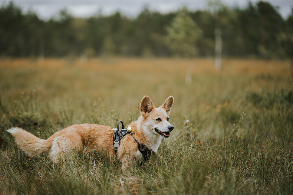 Orbiloc lys til hund, Dog Dual, Gold