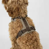 Staey - Numa Hundesele, Mocca