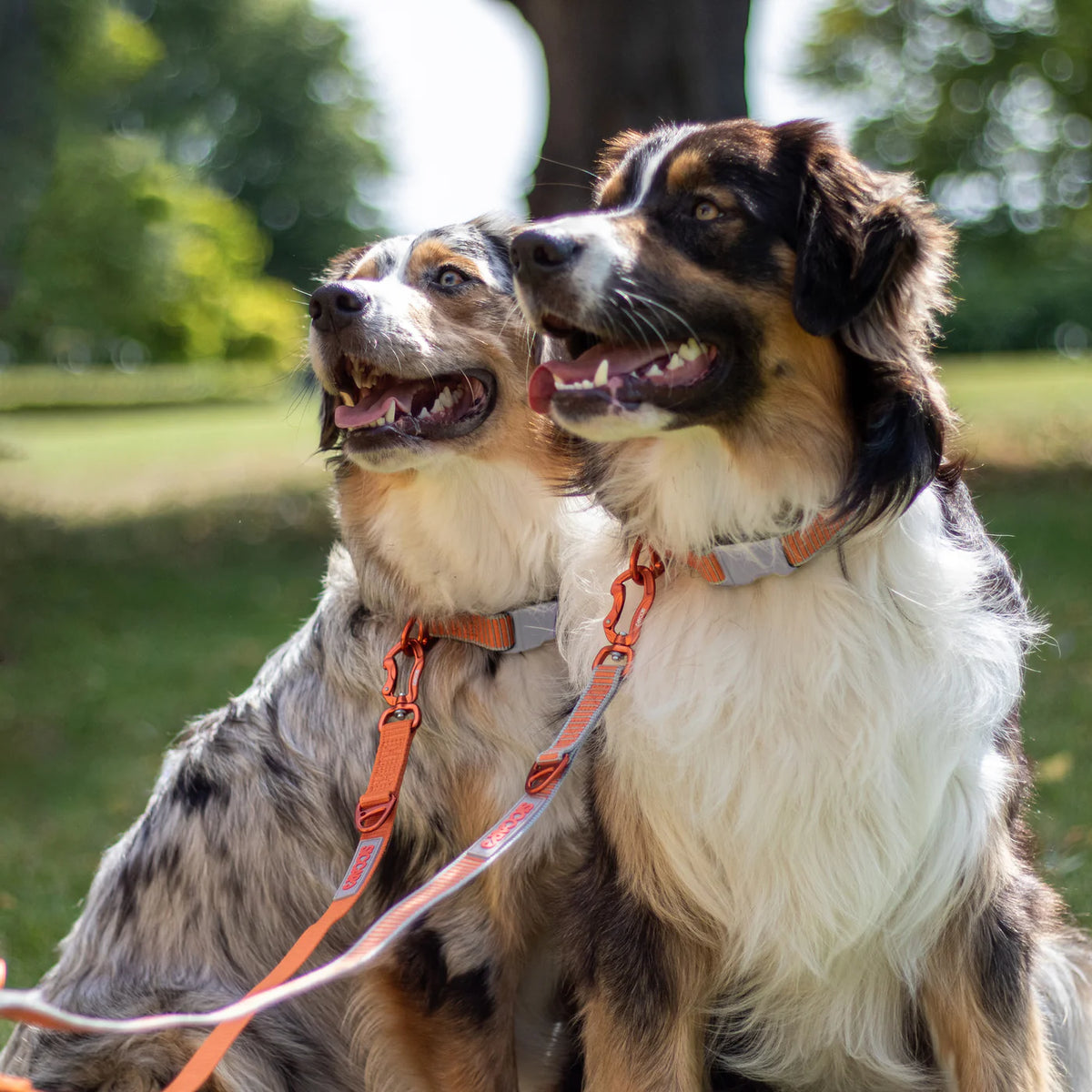 Siccaro - Sealines hundesnor / Genanvendt nylon, orange/sølv