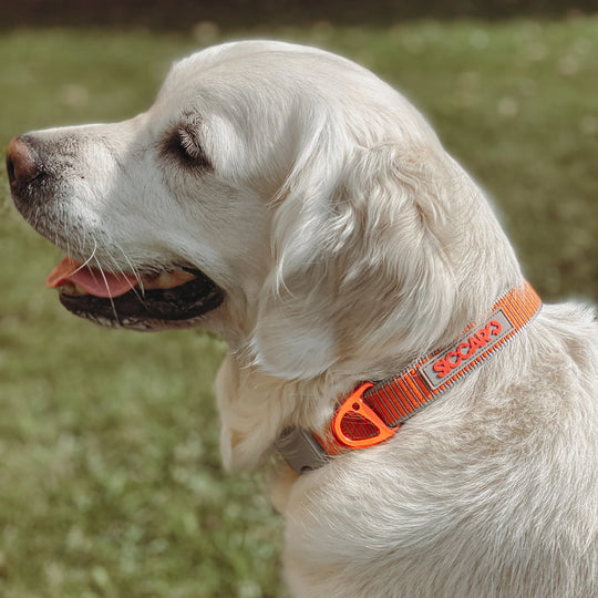 Siccaro - Sealines halsbånd / 100% genanvendt nylon, orange