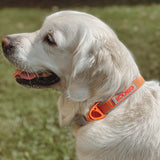 Siccaro - Sealines halsbånd / 100% genanvendt nylon, orange