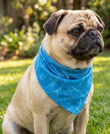 Kølende Bandana til Hund