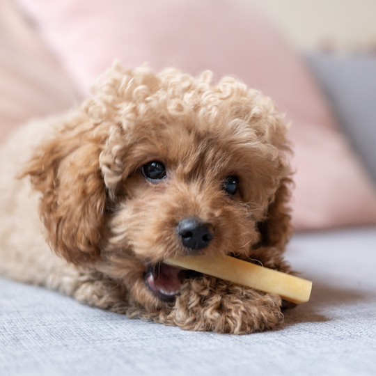 Yaki - Tyggeben med Peanut Butter