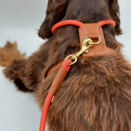 Bjorken Hundesele, Orange
