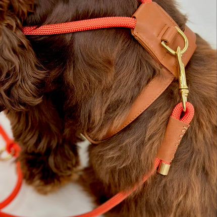 Bjorken Hundesele, Orange