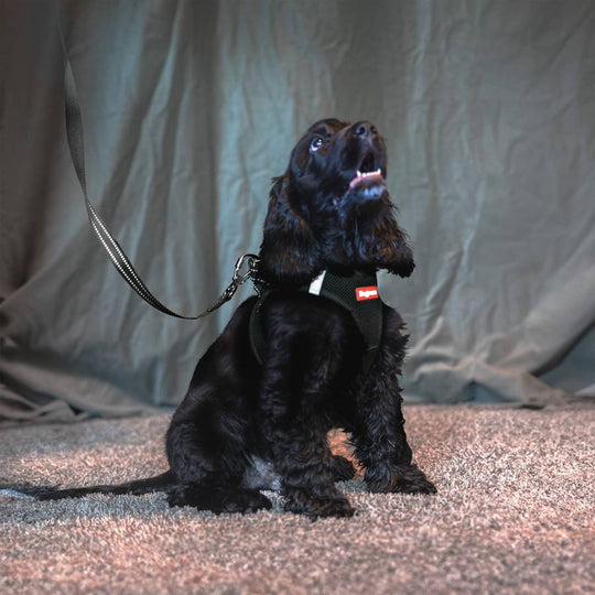 Dogman Air Mesh Step-in Sele, sort