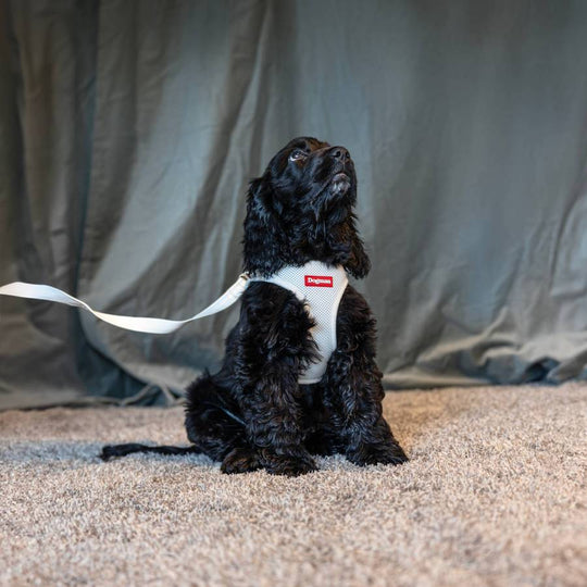 Dogman Air Mesh Line, beige