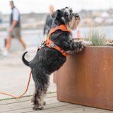 Dog Copenhagen Comfort Walk Pro™ hundesele Orange Sun
