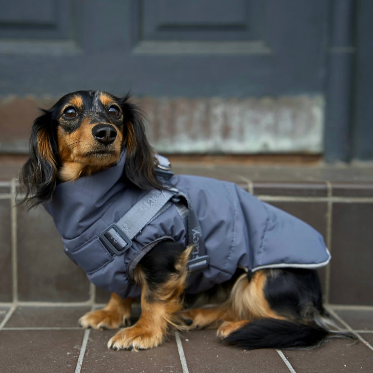 Vera Hundejakke m. sele, Dusty Blue – Staey