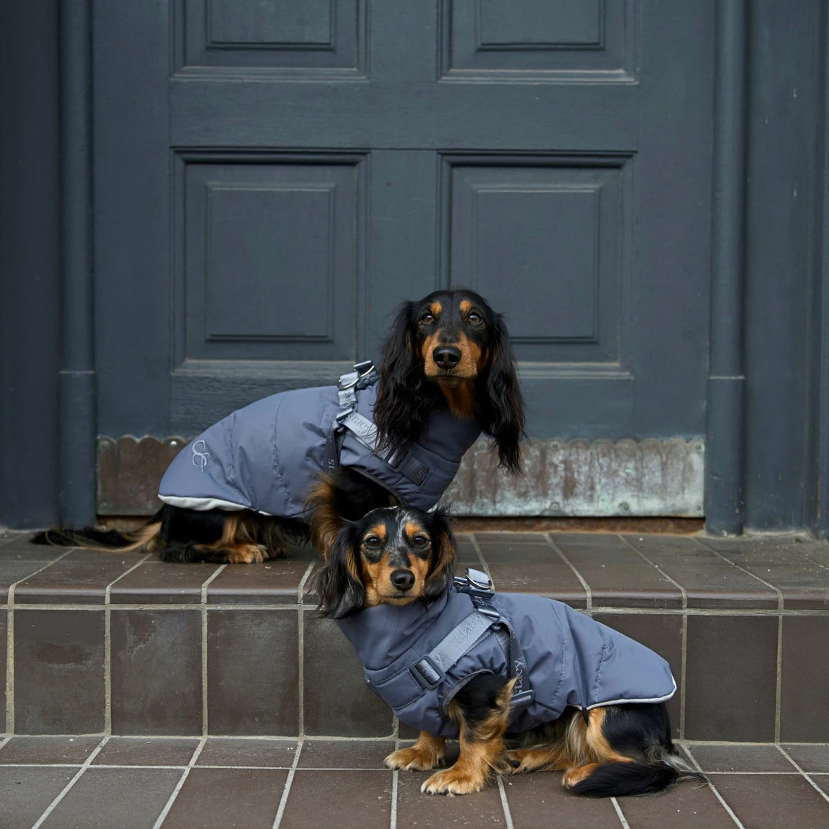 Vera Hundejakke m. sele, Dusty Blue – Staey