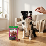 Border collie sidder i stuen og får en Faunakram godbid med and og torsk rækket frem