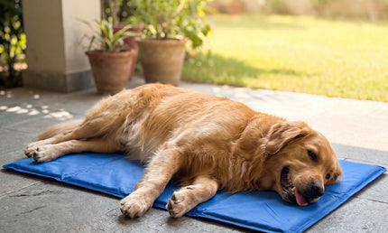 Kølemåtte – Selvkølende hvilemåtte til hunde, 50x90cm - 2 Sortering