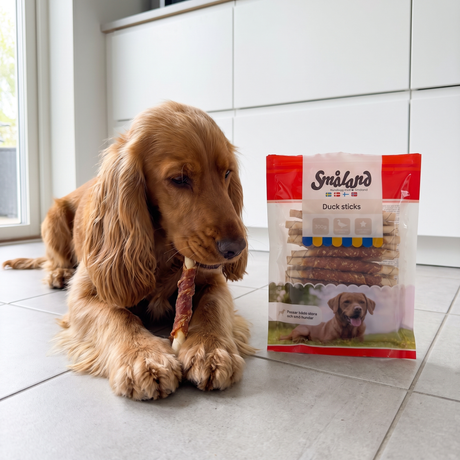 Cocker spaniel ligger og tygger på en duck stick i et moderne køkken, med posen ved siden af