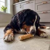 Berner sennenhund ligger og tygger på et kyllingetyggeben på et flisegulv i et lyst køkken
