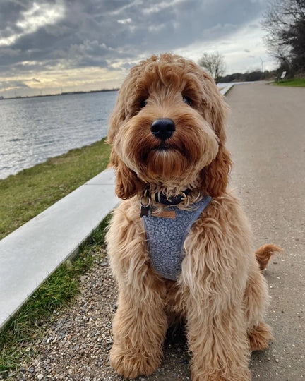 Puppy Bohéme - Teddy step-in sele