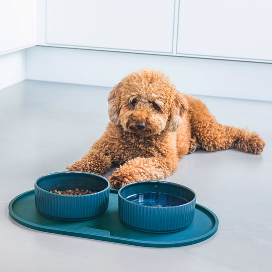 Dog Copenhagen - Kronborg Skål, Racing Green