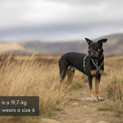 Non-stop Dogwear - Line harness 5.0, orange