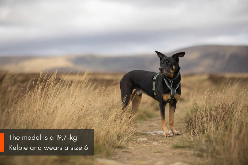 Non-stop Dogwear - Line harness 5.0, orange