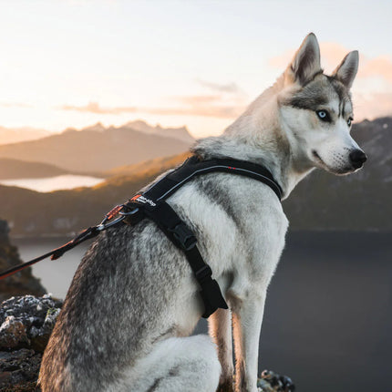Non-stop Dogwear - Line harness 5.0, orange