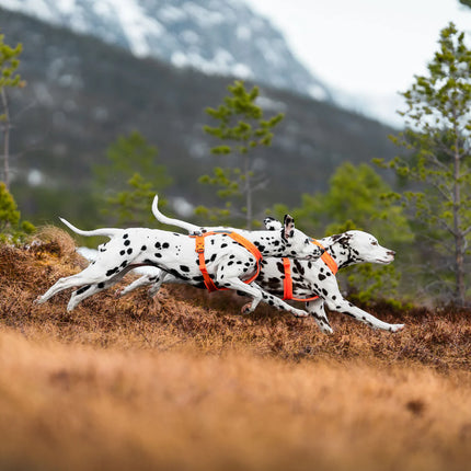 Non-stop Dogwear - Line harness 5.0, orange