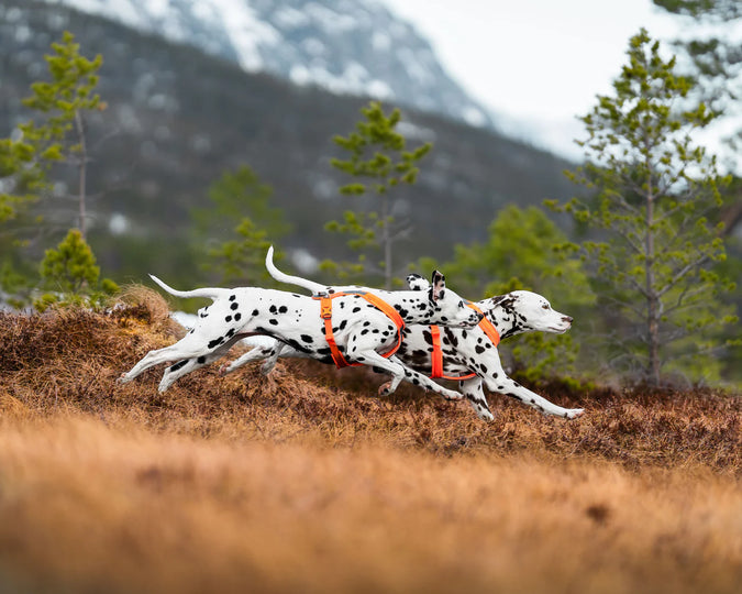 Non-stop Dogwear - Line harness 5.0, orange