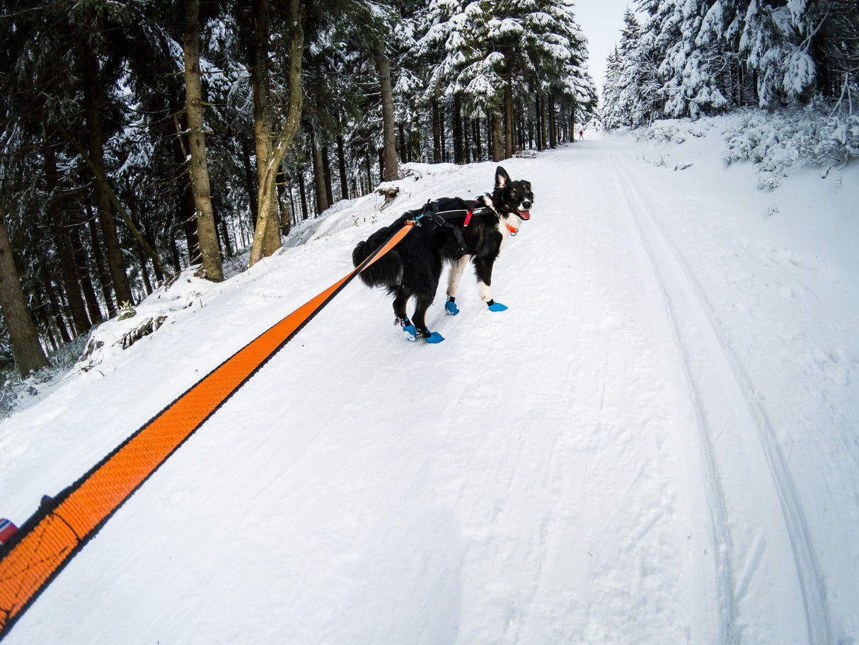 Non-stop Dogwear - Bungee leash, orange/sort